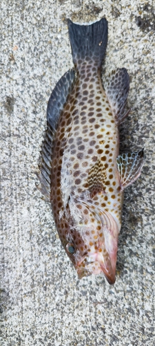 オオモンハタの釣果