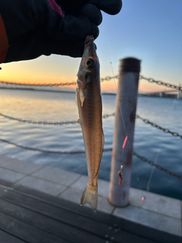 シロギスの釣果