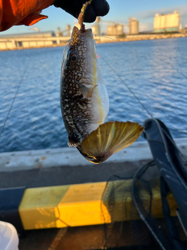 フグの釣果