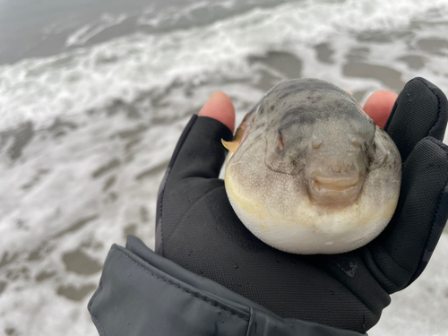 フグの釣果