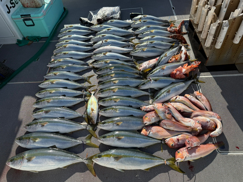 ワラサの釣果