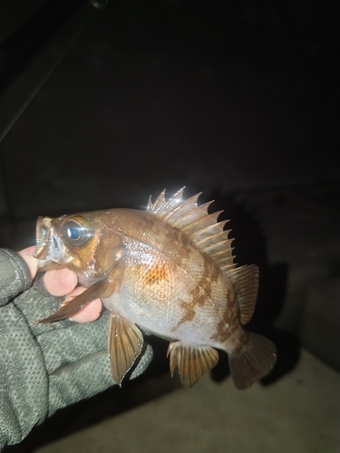 メバルの釣果