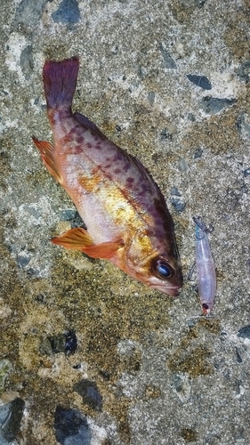 アカメバルの釣果