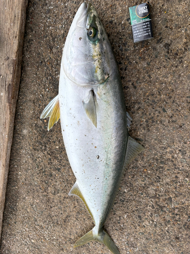 ブリの釣果