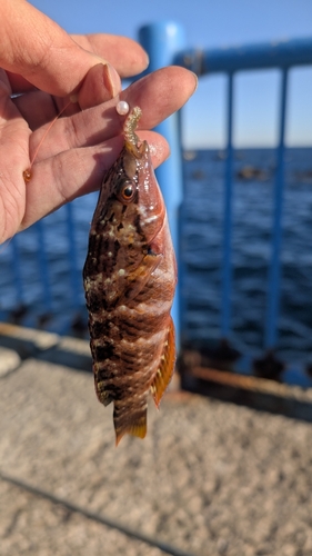 アカササノハベラの釣果