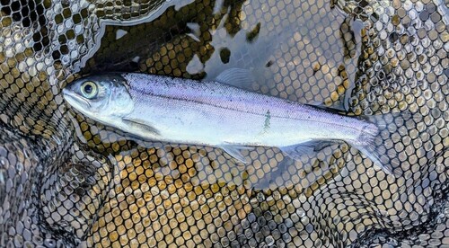 ヒメマスの釣果