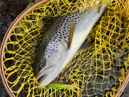 ブラウントラウトの釣果