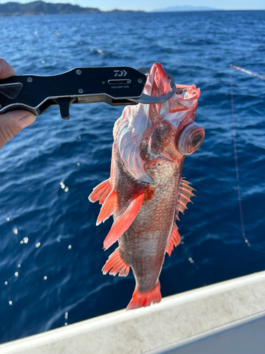 アカムツの釣果