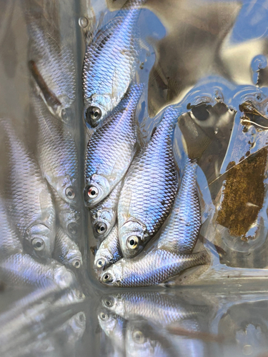 タイリクバラタナゴの釣果