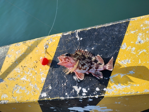 アラカブの釣果