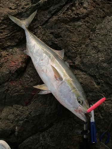 ブリの釣果