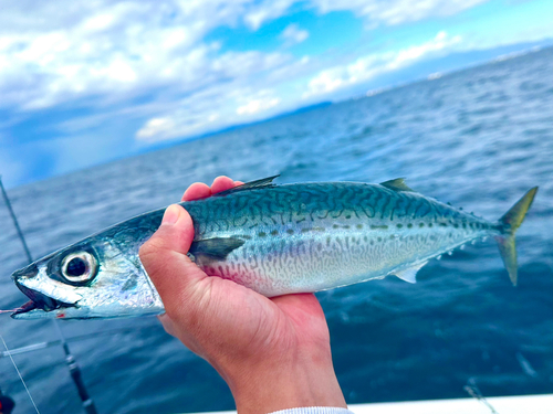 ゴマサバの釣果