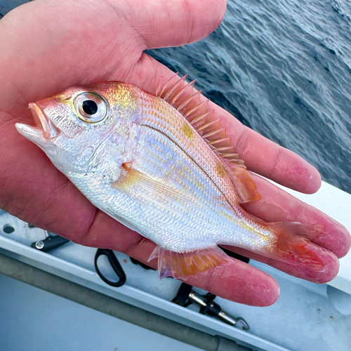 レンコダイの釣果