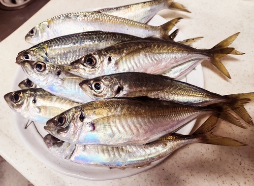 アジの釣果