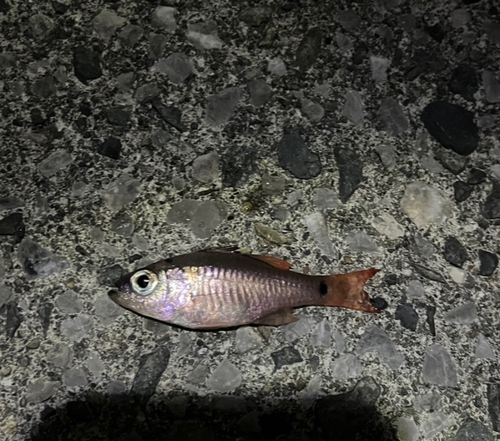 クロホシイシモチの釣果