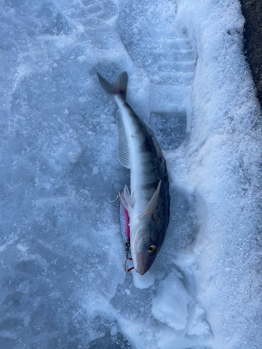 ホッケの釣果