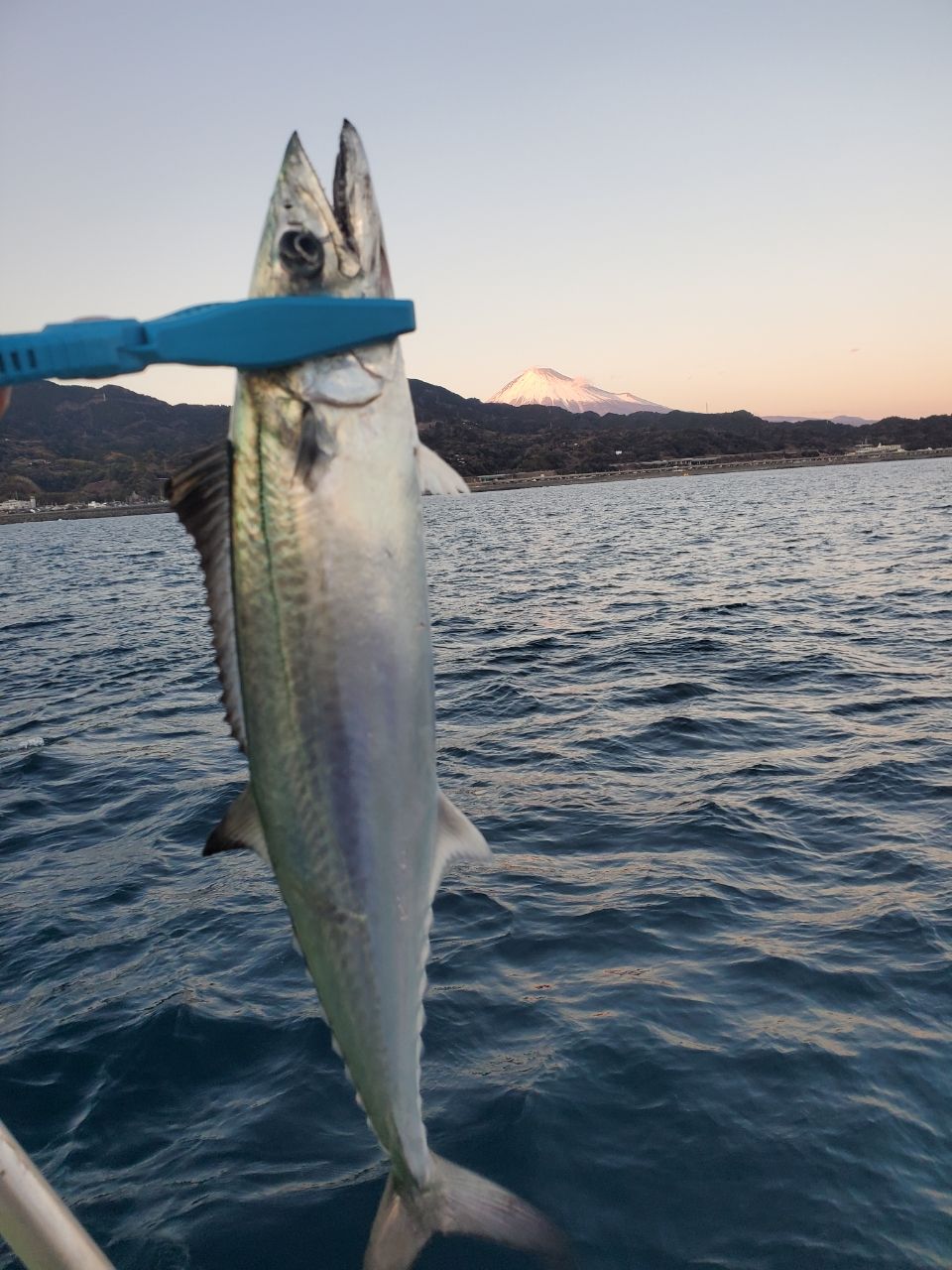 きんこ君さんの釣果 1枚目の画像