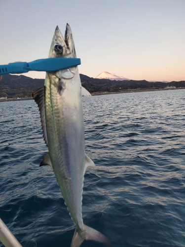 サゴシの釣果