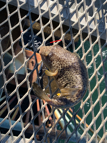 ショウサイフグの釣果