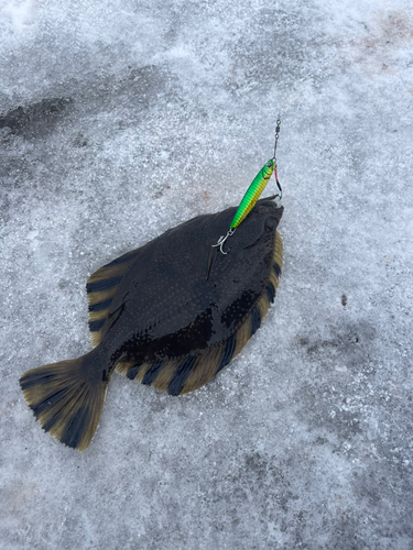 カワガレイの釣果