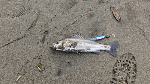 セイゴ（タイリクスズキ）の釣果