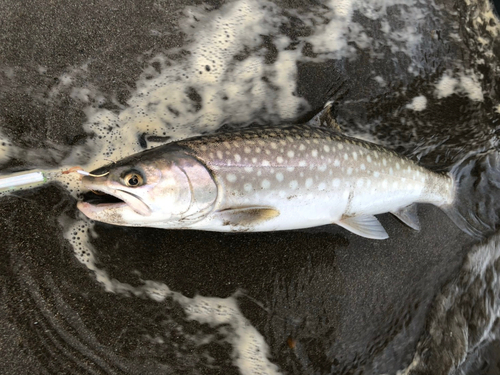 アメマスの釣果