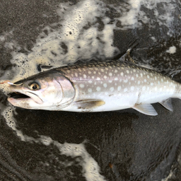 アメマス