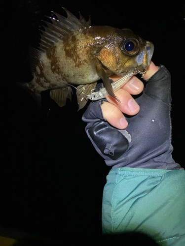 メバルの釣果