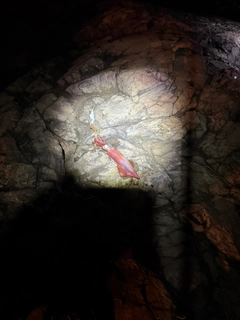 ケンサキイカの釣果