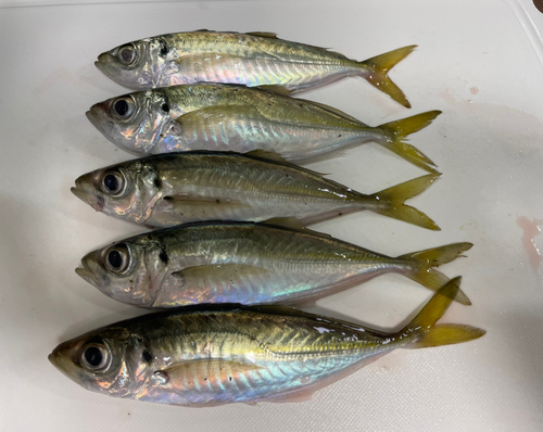 アジの釣果