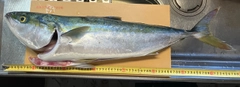 メジロの釣果