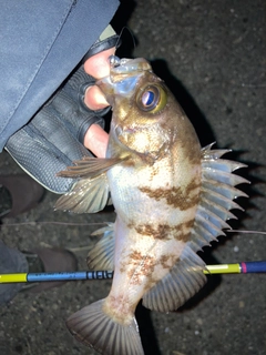 メバルの釣果