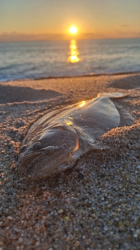 ヒラメの釣果