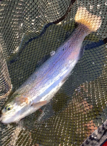 レインボートラウトの釣果