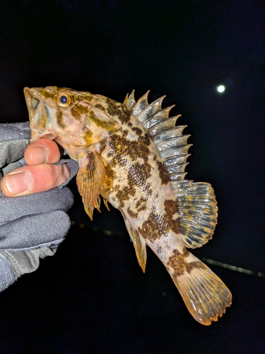 タケノコメバルの釣果