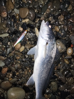 ニベの釣果