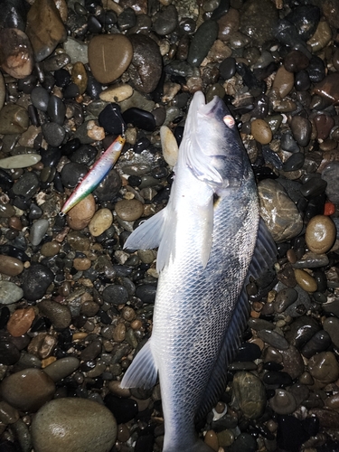 ニベの釣果