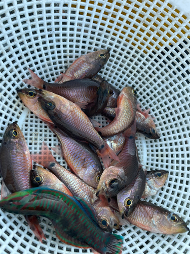 ネンブツダイの釣果