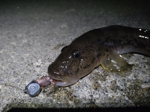 アイナメの釣果