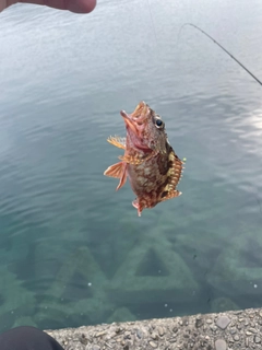 タイの釣果