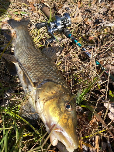 ニゴイの釣果