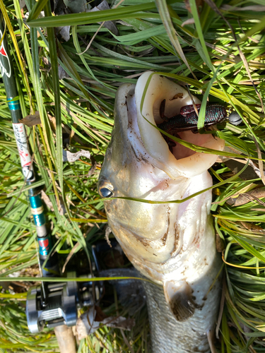 ニゴイの釣果