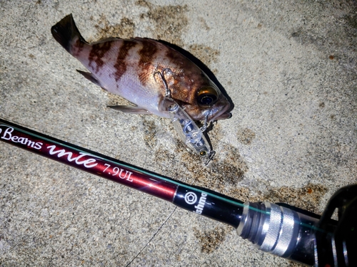 メバルの釣果