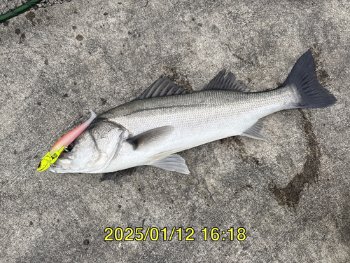 スズキの釣果