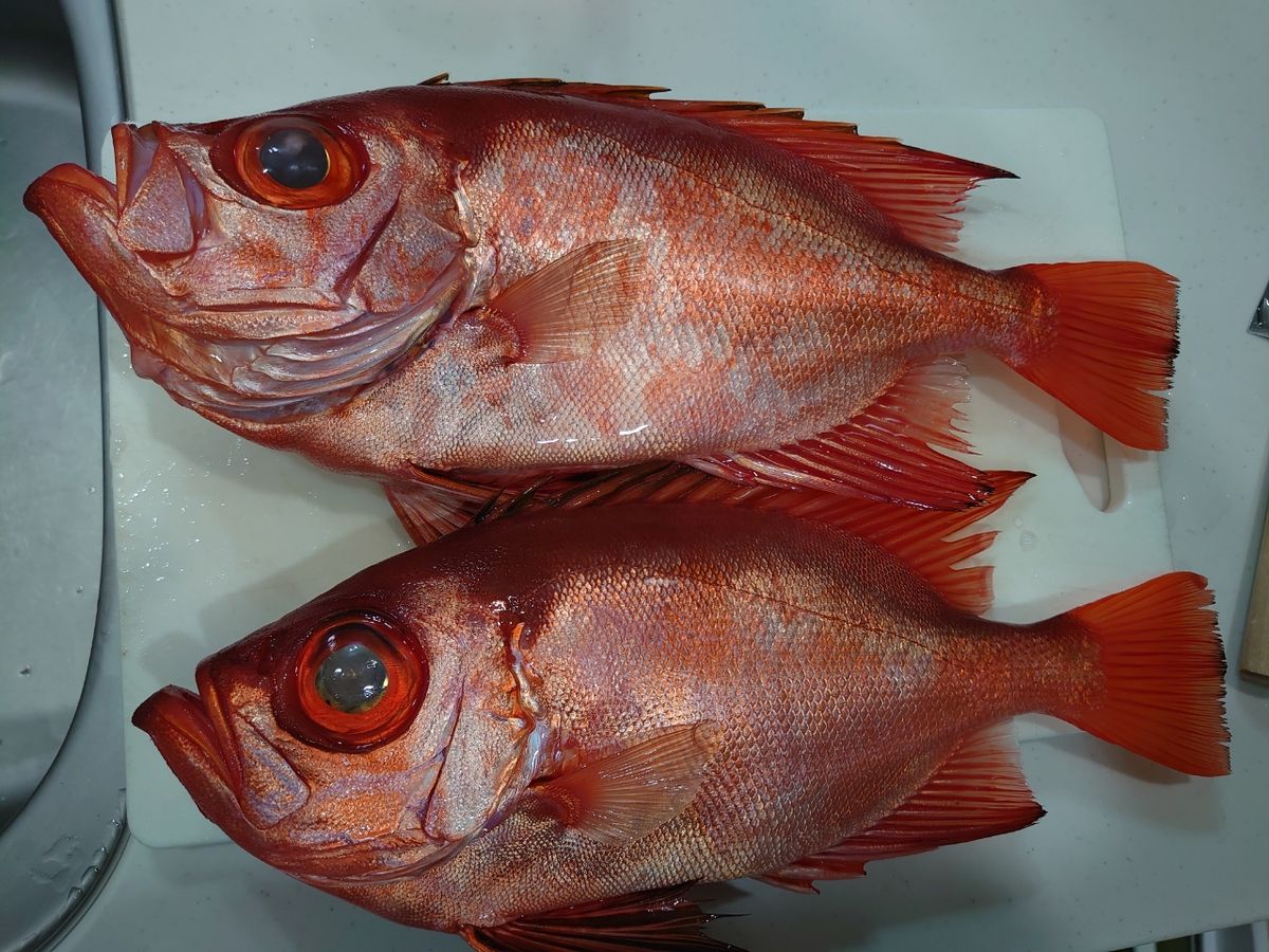 takamasaNさんの釣果 3枚目の画像