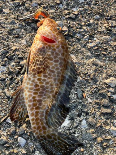 オオモンハタの釣果