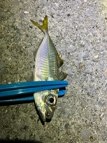 マアジの釣果