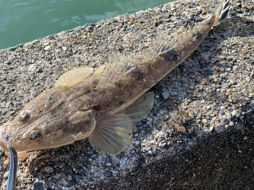 コチの釣果