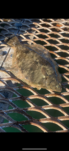 カレイの釣果