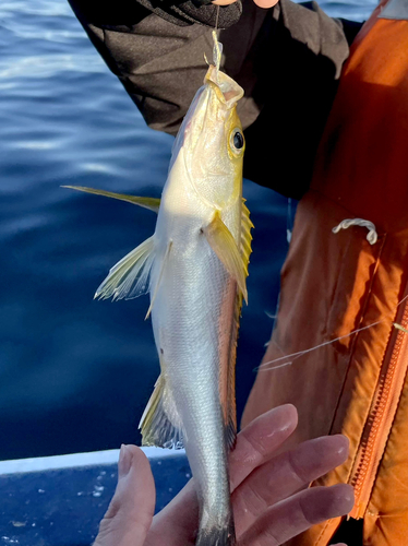 イサキの釣果